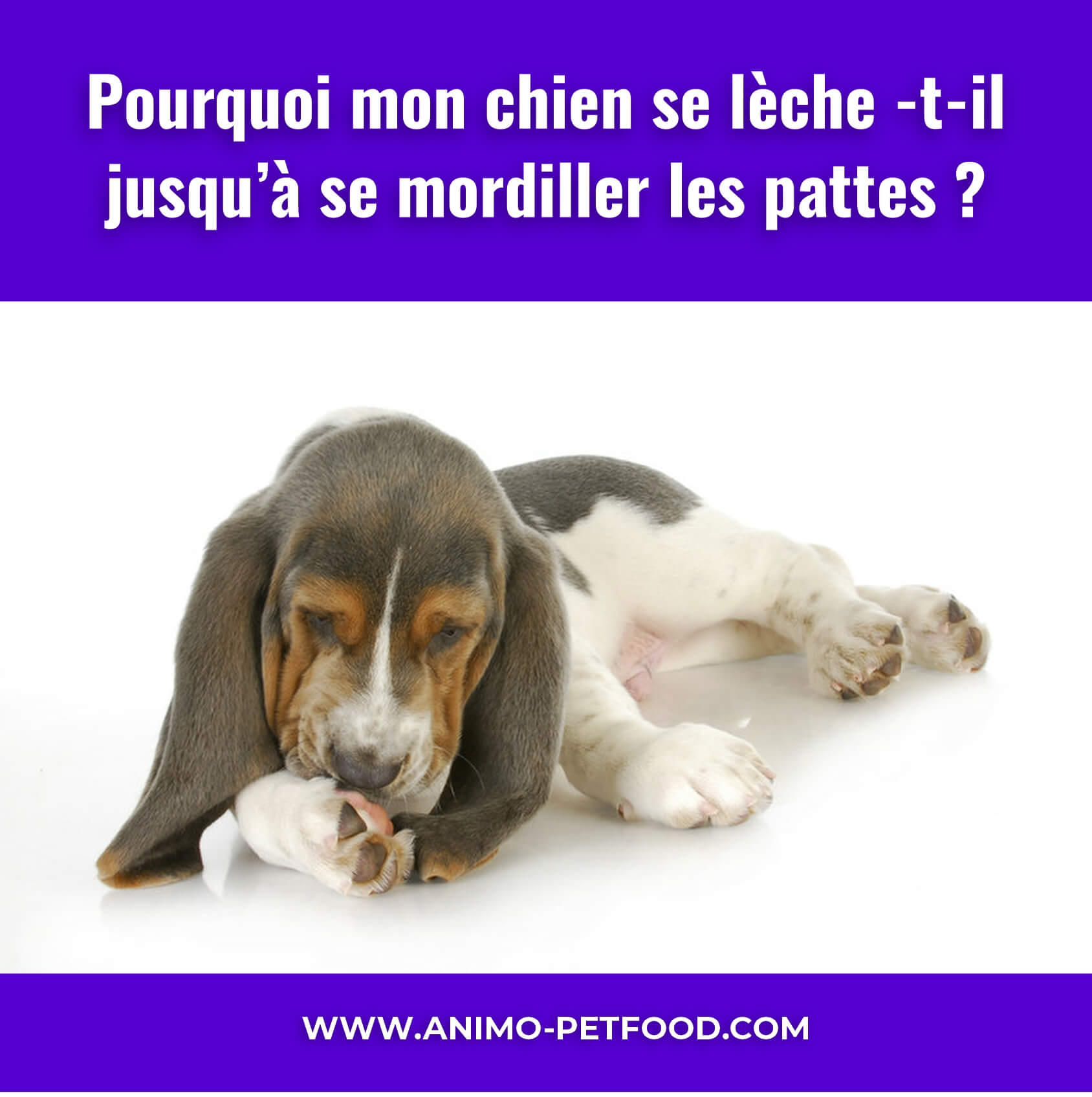 mon-chien-se-gratte-maladies-de-peau-dermatologie